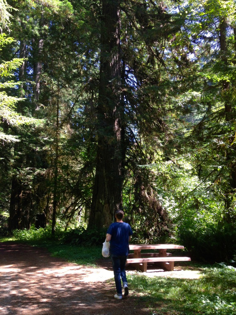 Redwood Picnic
